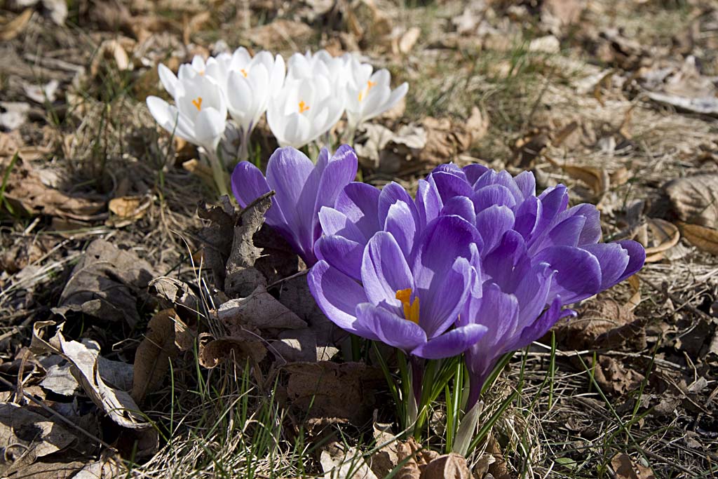 eigenes bild aus dem garten in der berlepschstrae...