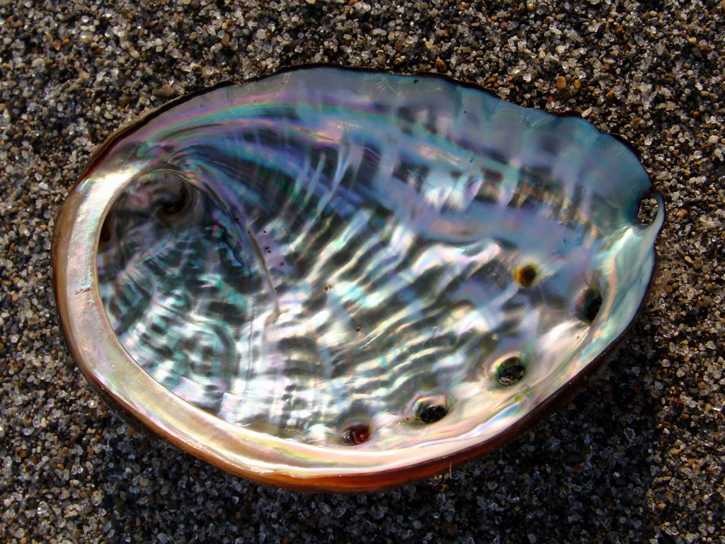Quelle: https://de.wikipedia.org/wiki/Datei:Shell_of_Haliotis.JPG 250627